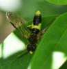 Tenthredo temula